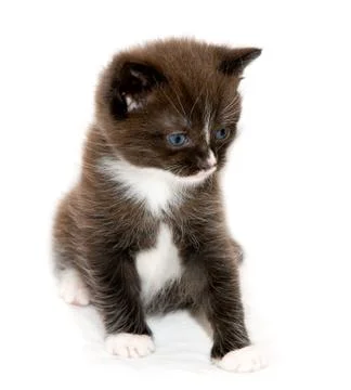 	The brown kitten Stock Photos