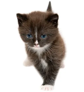	The brown kitten Stock Photos