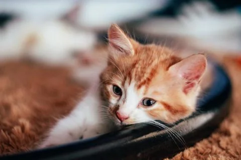 Brown kitten Foto stock