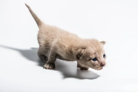 Brown kitten. Stock Photos