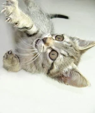 Brown kitten playing lying down with mouth open Stock Photos