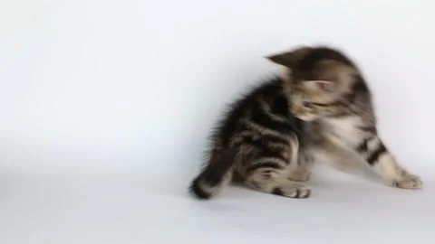 Brown kitten plays with its tail on a light background 스톡 동영상 220305146