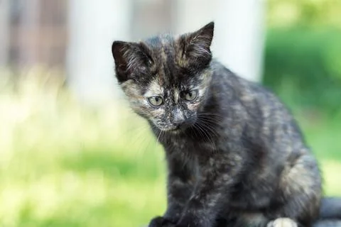 Brown kitten, three months old close-up.... brown kitten, three months old cl Stock Photos