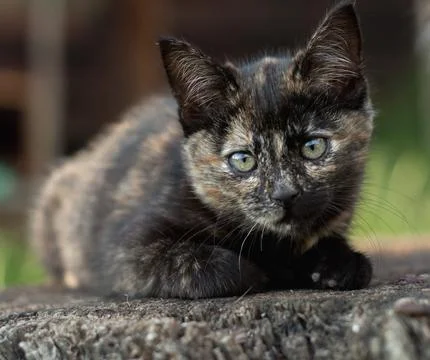 Brown kitten, three months old close-up.... brown kitten, three months old cl Stock Photos