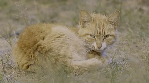 Brown kittern Stock Footage 242223225