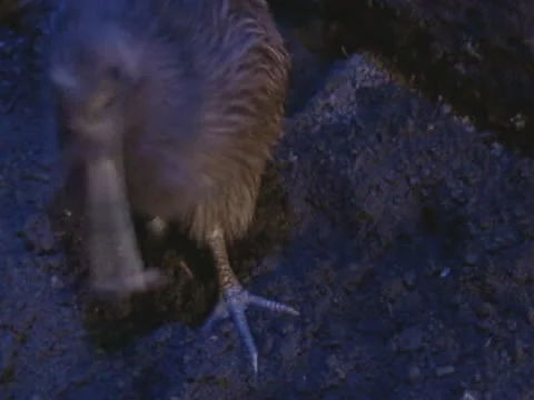 Brown Kiwi foraging in night - eating insect. Stock Footage