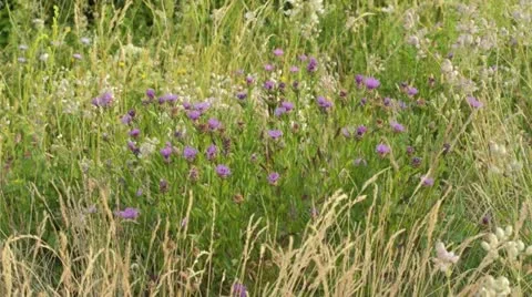 Brown knapweed (Centaurea jacea) Video stock 18079862