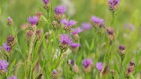 Brown knapweed (Centaurea jacea) Stock Footage 18079904