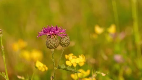 A brown knapweed flower gently sways in a very light breeze 動画素材 340643717