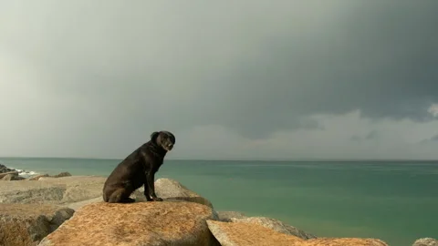 Brown lab dog sitting on rock observing ocean under cloudy sky in rain. Stock Footage 312928898