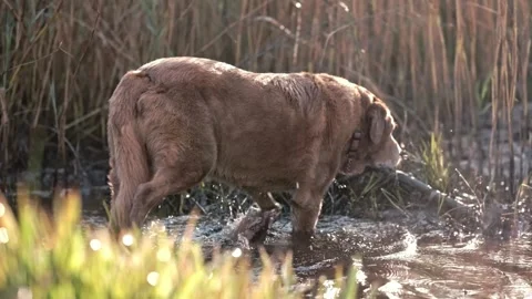 Brown lab walks in river 库存影片 340913780