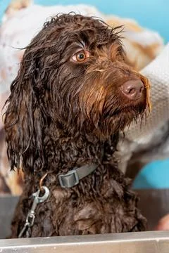 A brown labradoodle being washed and groomed Stock Photos
