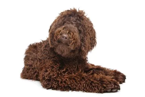 Brown Labradoodle Stock Photos