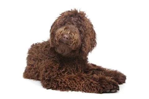 Brown Labradoodle Stock Photos