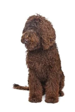 Brown Labradoodle Stock Photos