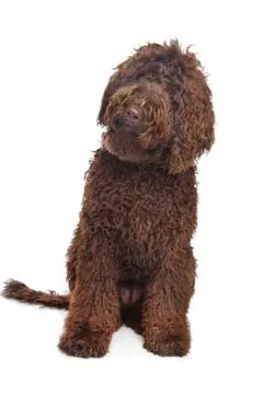 Brown Labradoodle Stock Photos