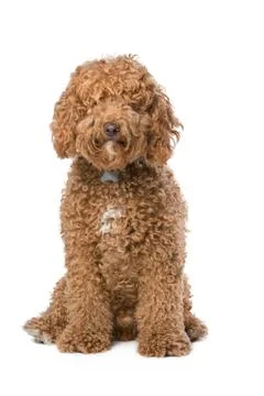 Brown Labradoodle Stock Photos