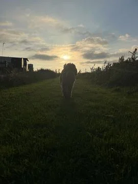 Brown labradoodle walking at sunset Foto stock