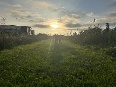 Brown labradoodle walking at sunset Stock Photos
