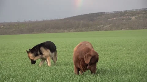 Brown labrador and a german shepherd in a green wheat field with a rainbow Vídeo Stock 333773890