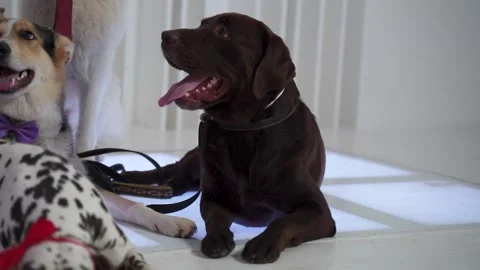 Brown labrador in black collar lying in white room yawning near corgi in bowtie Stock Footage 143163568
