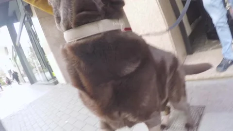 Brown labrador dog happily greets the dog walker 動画素材 269438091