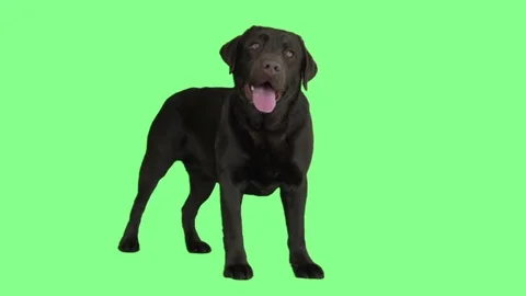 Brown labrador on a green background, slow motion Stock Footage 80416922