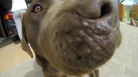 Brown labrador is interested in camera Stock Footage 38987188