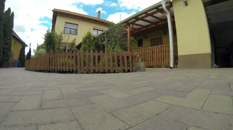 Brown labrador is interested in camera Stock Footage 38988712