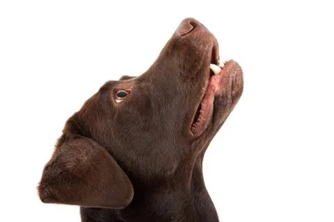 Brown labrador looking up Stock Photos