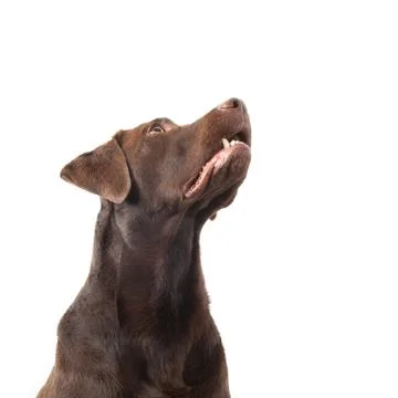 Brown labrador looking up Stock Photos