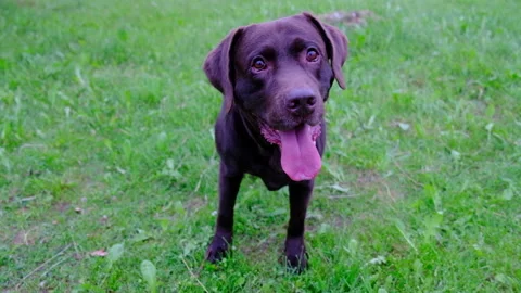 Brown Labrador Looks at Camera and Wants to Play with a Stick. Video stock 133084346