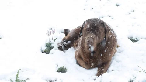 Brown labrador lying in the deep snow in april Stock Footage 84819625