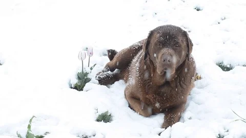 Brown labrador lying in the deep snow in april Stock Footage 84823145