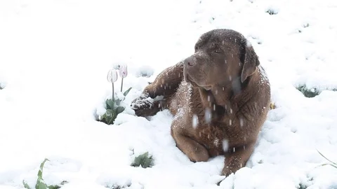 Brown labrador lying in the deep snow in april Stock Footage 84823394