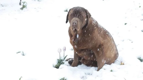 Brown labrador lying in the deep snow in april Stock Footage 84823473
