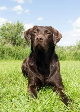 Brown labrador lying down in grass Stock Photos