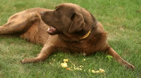 Brown labrador lying on the grass and eating corn Stock Footage 55778808