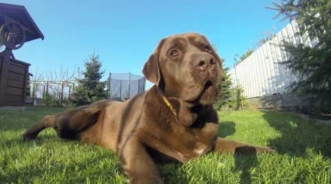 Brown labrador lying on the grass Stock Footage 55659082