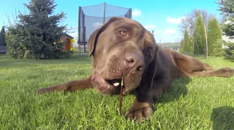 Brown labrador lying on the grass Stock Footage 55659826