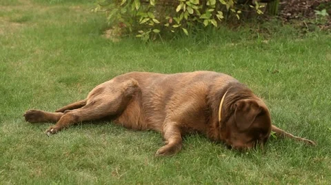 Brown labrador lying on the grass Stock Footage 55806381