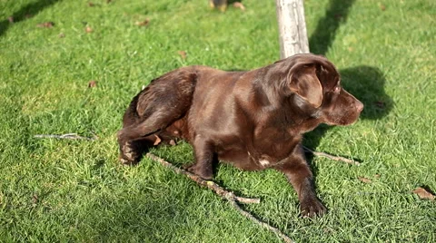 Brown labrador lying on the grass looking Stock Footage 55493831