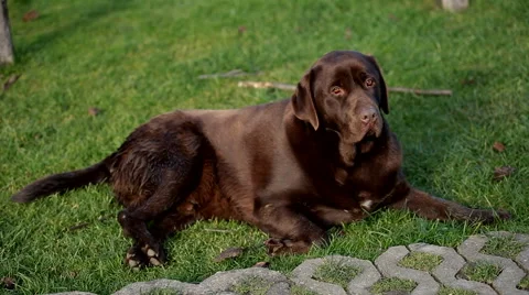 Brown labrador lying on the grass looking Stock Footage 55499808