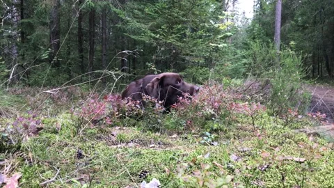 Brown labrador lying on the grass playing with a stick Stock Footage 160432712