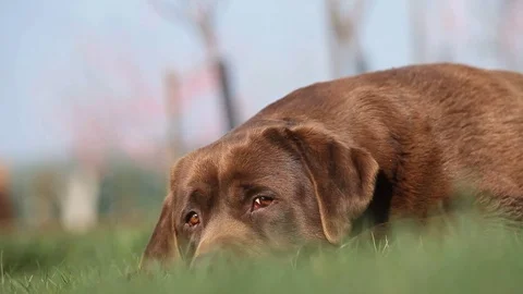 Brown labrador lying on the grass in spring Stock Footage 71710313