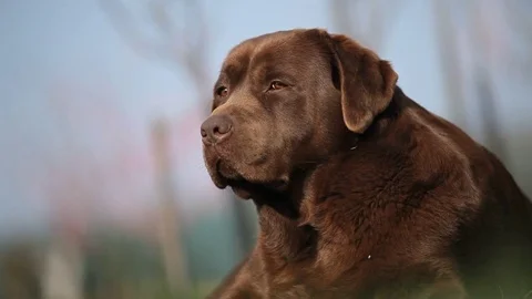 Brown labrador lying on the grass in spring Stock Footage 71714699