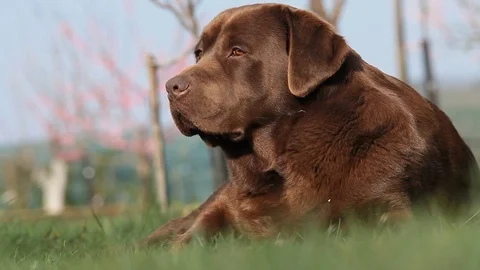 Brown labrador lying on the grass in spring Stock Footage 71715621