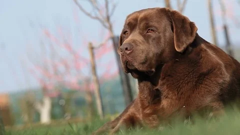 Brown labrador lying on the grass in spring Stock Footage 71715948