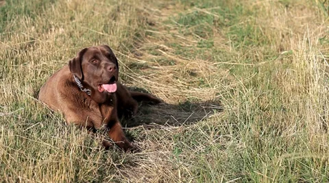 Brown labrador lying on the grass in summer Stock Footage 35568822