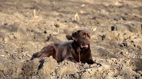 Brown labrador lying on the ground Stock Footage 55470747